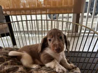 Henry, a male Miniature Dachshund for sale in Venus, FL – Photo 4 of 8