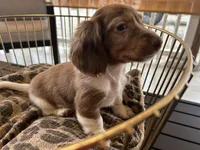 Henry, a male Miniature Dachshund for sale in Venus, FL – Photo 1 of 8