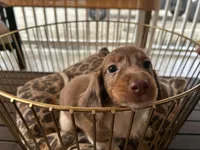 Henry, a male Miniature Dachshund for sale in Venus, FL – Photo 3 of 8