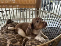 Henry, a male Miniature Dachshund for sale in Venus, FL – Photo 7 of 8
