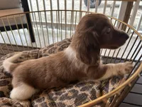 Henry, a male Miniature Dachshund for sale in Venus, FL – Photo 6 of 8