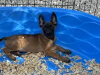 Roly, a male Belgian Malinois for sale in Venus, FL – 7 of 9