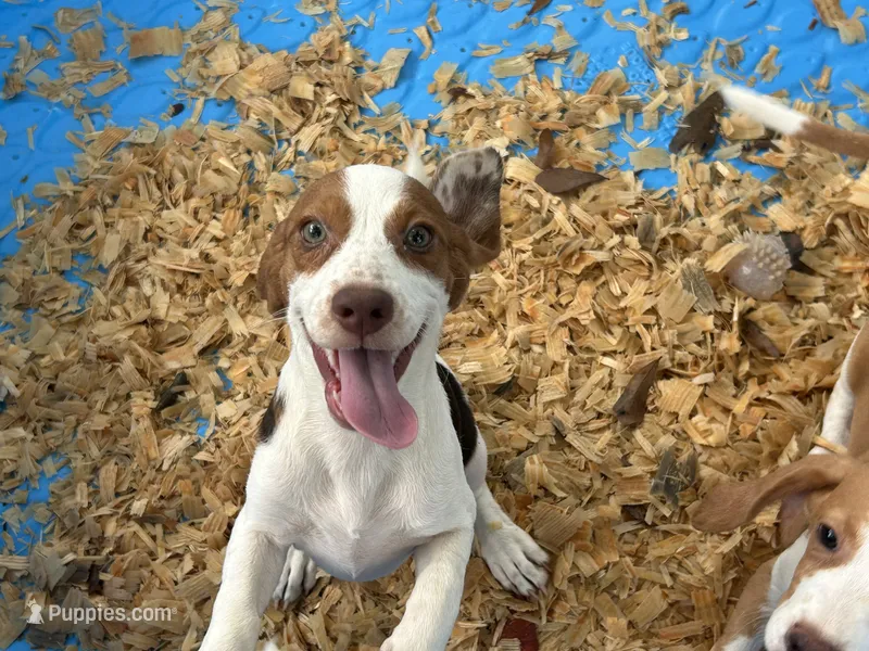 Lucy – Beagle puppy for sale in Venus, FL