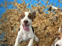 Lucy, a female Beagle for sale in Venus, FL – 1 of 10