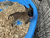 Mickey , a male Belgian Malinois for sale in Venus, FL – 6 of 10