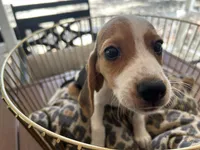 Snoopy, a male Beagle for sale in Venus, FL – 8 of 9