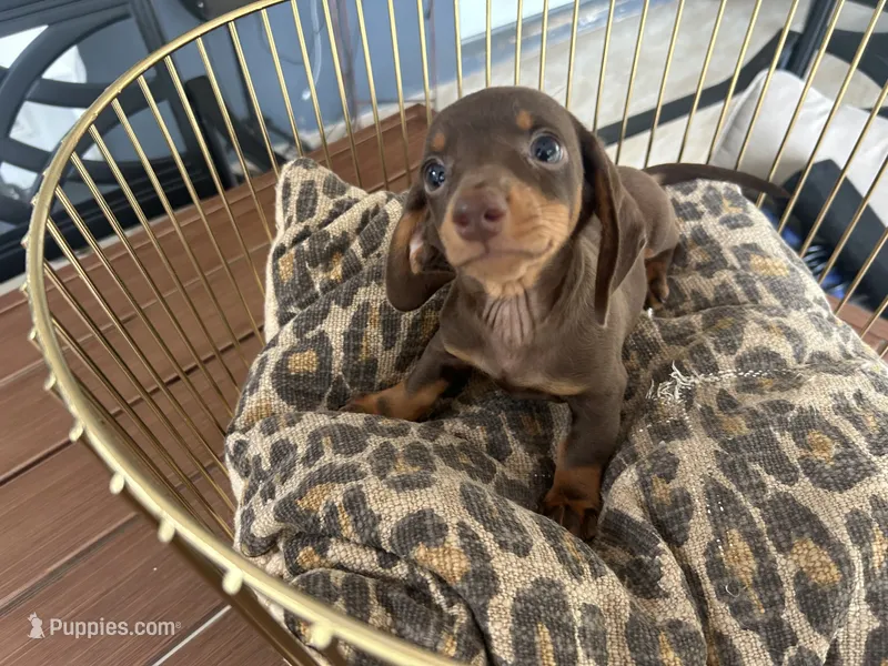 Sable – Miniature Dachshund puppy for sale in Venus, FL