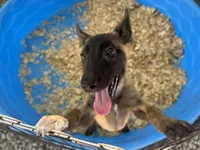 Sasha, a female Belgian Malinois for sale in Venus, FL – 2 of 7