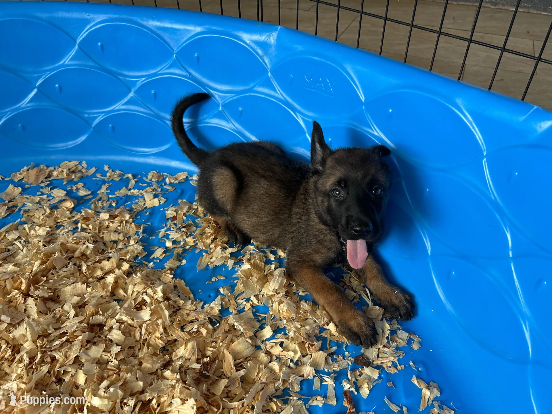 Luther, a male Belgian Malinois for sale in Venus, FL – Photo 9 of 9