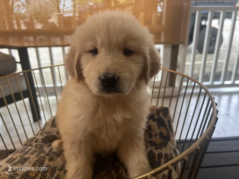 Prince – Golden Retriever puppy for sale in Venus, FL