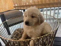 Prince, a male Golden Retriever for sale in Venus, FL – Photo 4 of 4