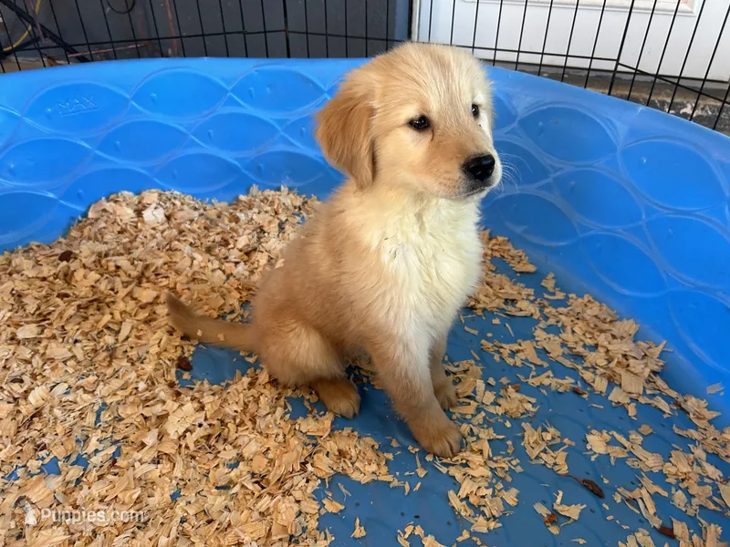 Prince – Golden Retriever puppy for sale in Venus, FL