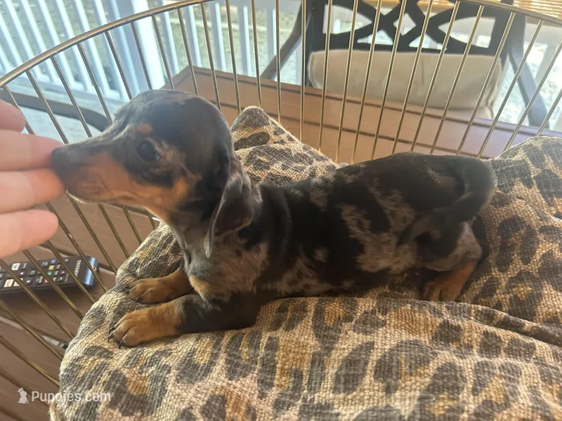 Mini – Miniature Dachshund puppy for sale in Venus, FL