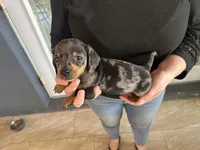 Mini, a female Miniature Dachshund for sale in Venus, FL – Photo 2 of 5