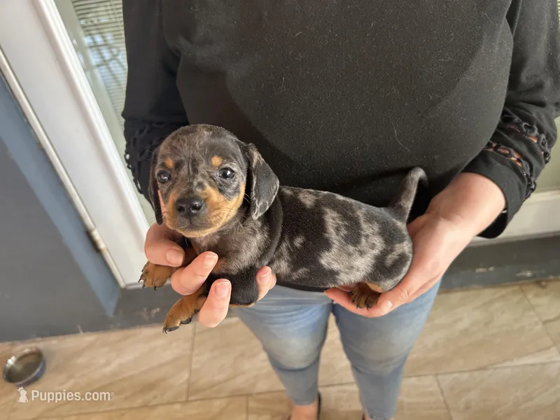 Mini – Miniature Dachshund puppy for sale in Venus, FL