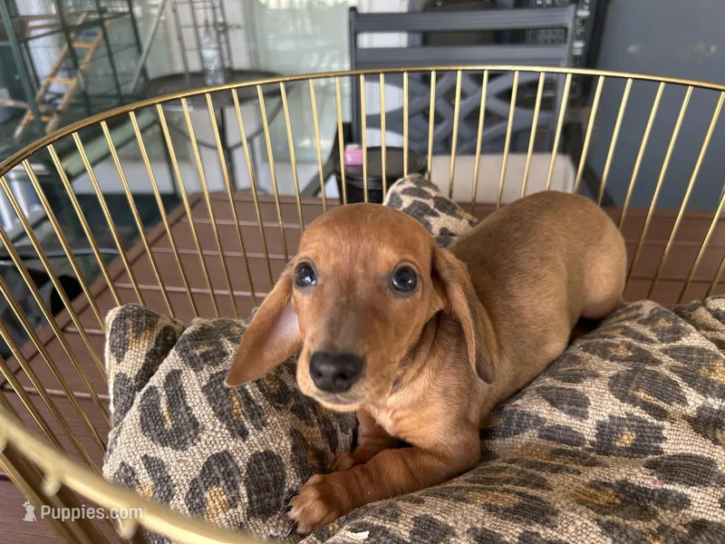 Chase – Miniature Dachshund puppy for sale in Venus, FL
