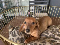 Chase, a male Miniature Dachshund for sale in Venus, FL – Photo 3 of 6