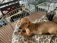 Chase, a male Miniature Dachshund for sale in Venus, FL – Photo 6 of 6