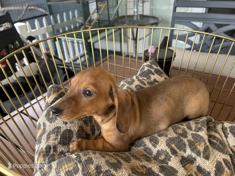 Chase – Miniature Dachshund puppy for sale in Venus, FL