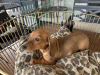 Chase, a male Miniature Dachshund for sale in Venus, FL – Photo 1 of 6