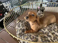 Chase, a male Miniature Dachshund for sale in Venus, FL – Photo 2 of 6