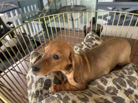 Chase, a male Miniature Dachshund for sale in Venus, FL – Photo 5 of 6