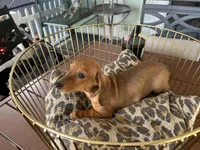 Chase, a male Miniature Dachshund for sale in Venus, FL – Photo 4 of 6