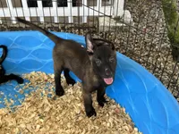 Luke, a male Belgian Malinois for sale in Venus, FL – 5 of 8