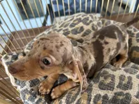 Cookie, a female Miniature Dachshund for sale in Venus, FL – 2 of 10