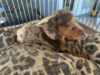 Hershey , a female Miniature Dachshund for sale in Venus, FL – 5 of 10