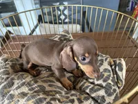 Tiny, a female Miniature Dachshund for sale in Venus, FL – 8 of 9