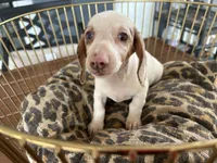 Missy, a female Miniature Dachshund for sale in Venus, FL – 9 of 9