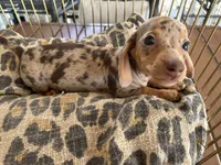 Cookie, a female Miniature Dachshund for sale in Venus, FL – 5 of 10