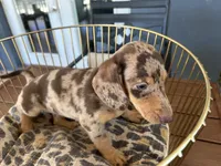 Baby, a female Miniature Dachshund for sale in Venus, FL – 7 of 9