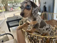 Blue, a male Miniature Dachshund for sale in Venus, FL – 1 of 10