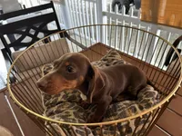 Snickers , a male Miniature Dachshund for sale in Venus, FL – Photo 5 of 7