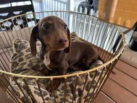 Snickers , a male Miniature Dachshund for sale in Venus, FL – Photo 2 of 7