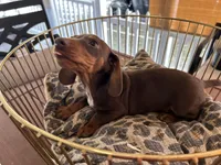 Snickers , a male Miniature Dachshund for sale in Venus, FL – Photo 3 of 7