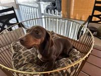 Snickers , a male Miniature Dachshund for sale in Venus, FL – Photo 1 of 7