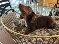 Snickers , a male Miniature Dachshund for sale in Venus, FL – Photo 6 of 7