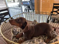 Snickers , a male Miniature Dachshund for sale in Venus, FL – Photo 7 of 7