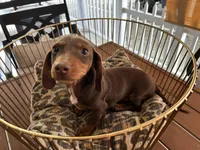 Snickers , a male Miniature Dachshund for sale in Venus, FL – Photo 4 of 7