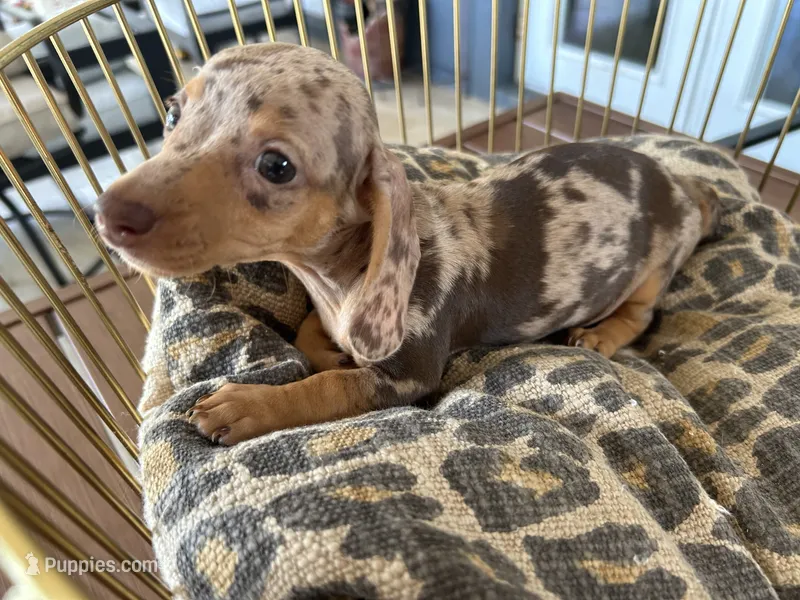 Cookie – Miniature Dachshund puppy for sale in Venus, FL