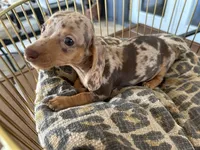Cookie, a female Miniature Dachshund for sale in Venus, FL – 1 of 10