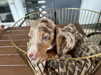 Baby, a female Miniature Dachshund for sale in Venus, FL – 3 of 9