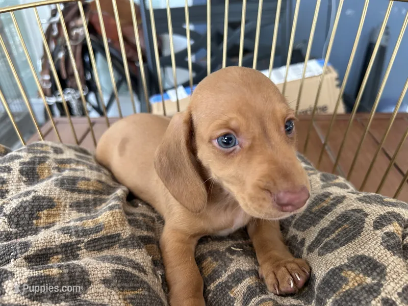 Freddy – Miniature Dachshund puppy for sale in Venus, FL