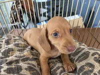 Freddy, a male Miniature Dachshund for sale in Venus, FL – 2 of 10