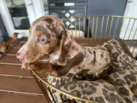 Baby, a female Miniature Dachshund for sale in Venus, FL – 5 of 9