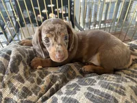 Snickers , a male Miniature Dachshund for sale in Venus, FL – 7 of 8