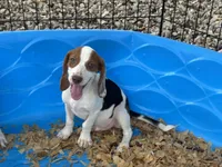 Lucy, a female Beagle for sale in Venus, FL – 10 of 10
